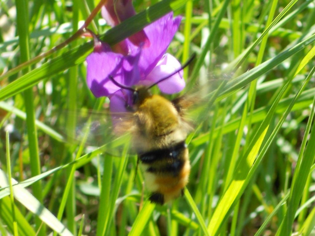 Macroglossum da id